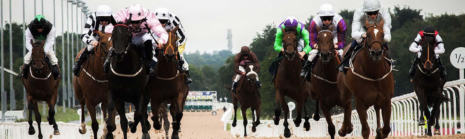 A horse race running toward the camera