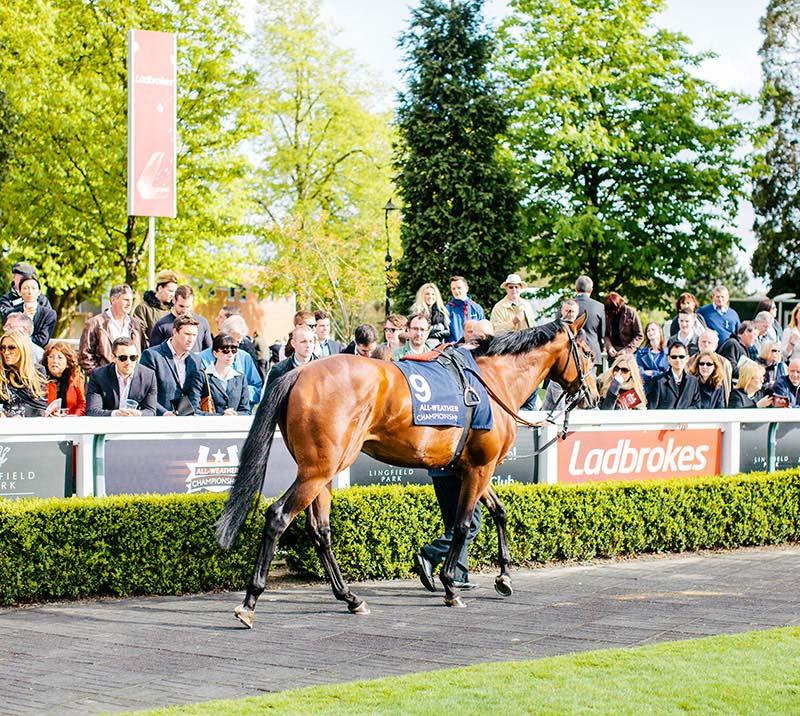 Horse being led through parade ring at Lingfield Park.
