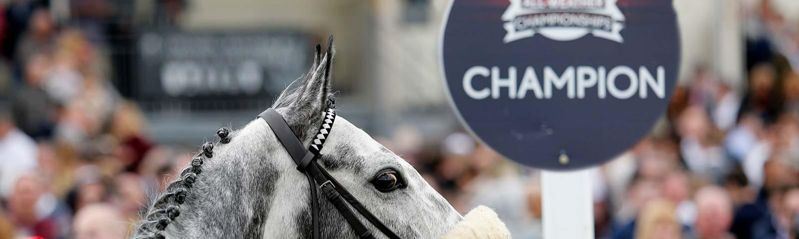 Close up of a horse with crowds in the background.