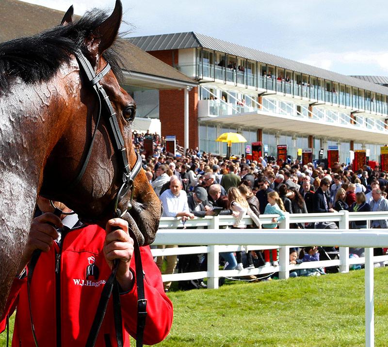 Horse being presented to the crowd after a race.