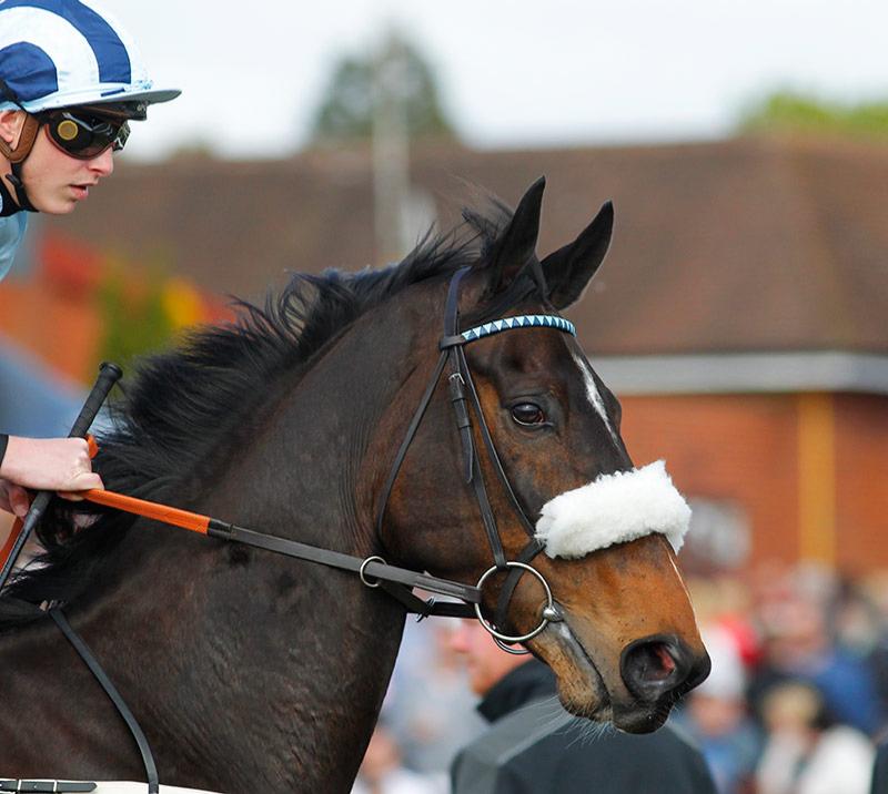 Horse with jockey onboard