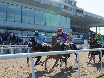 Horses racing past the Wolverhampton grandstand